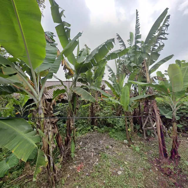 Damara Operated by Nginapsini