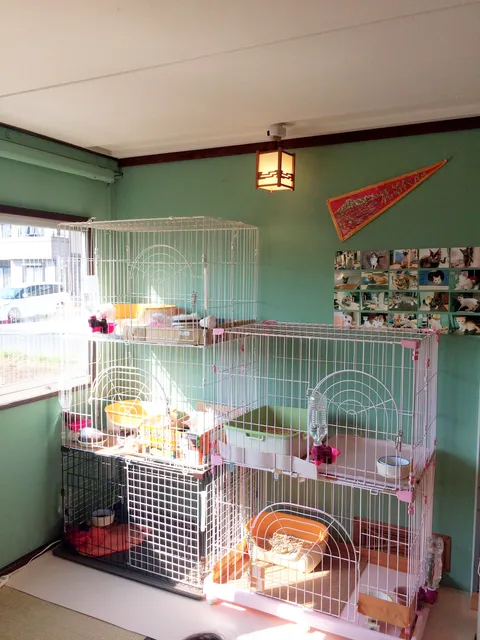 猫かふぇ 猫日和