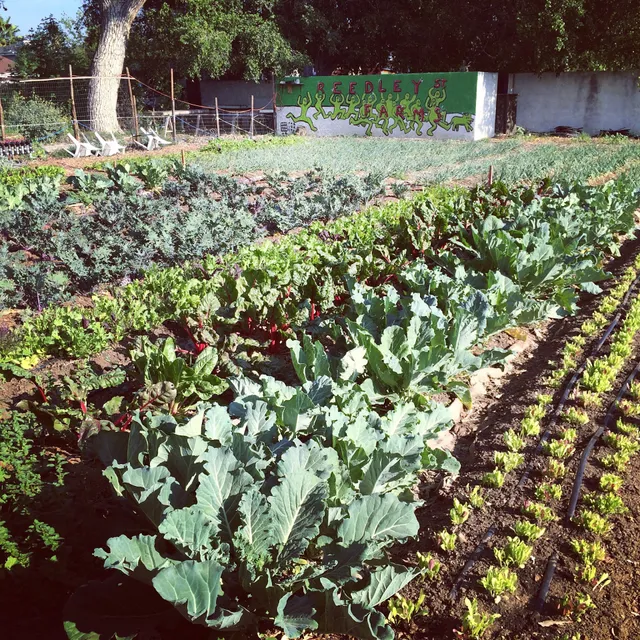 Cottonwood Urban Farm