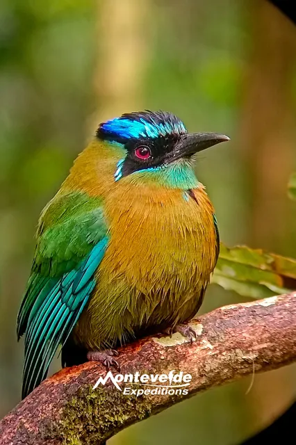 Monteverde Expeditions