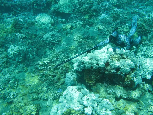 Top Shot Spearfishing