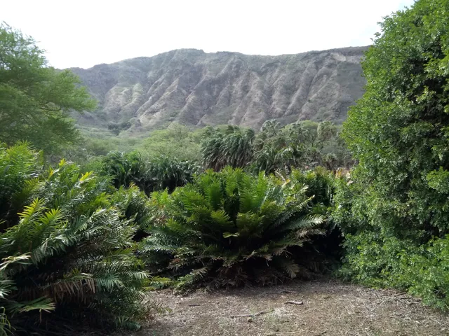 Koko Crater Botanical Garden