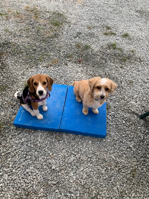 Happy Pup Training