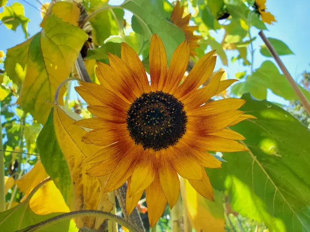 Ohde Avenue Pea Patch