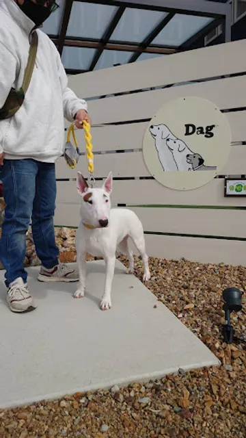 Dog cafe Dog run Dag