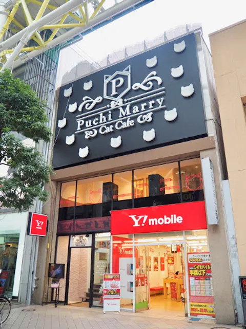 Cat Cafe Puchi Marry Sendai Aoba