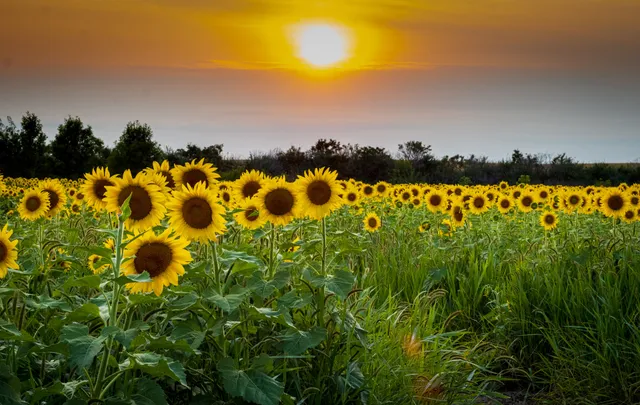 Gibbon Sunflower Field