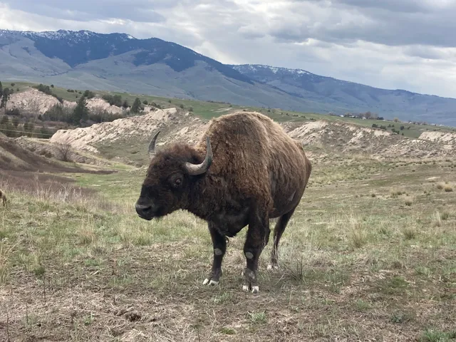 Antelope Island Bison Corrals