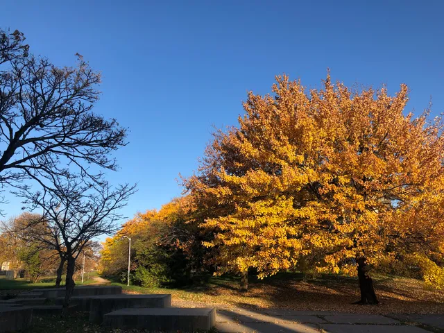 Elmwood Central Park