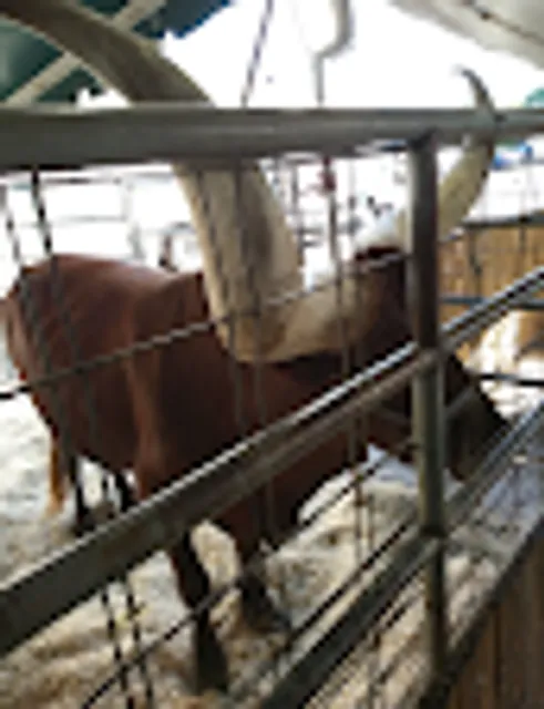 Brockton Fairgrounds Farmers Market