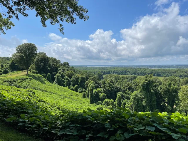 Reelfoot Lake Scenic View