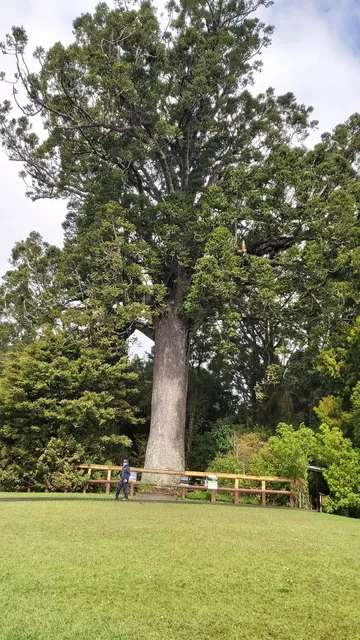 Parry Kauri Park
