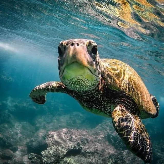 Turtle Bay Activity Center