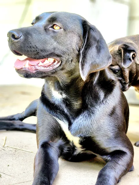 Mountain View Veterinary