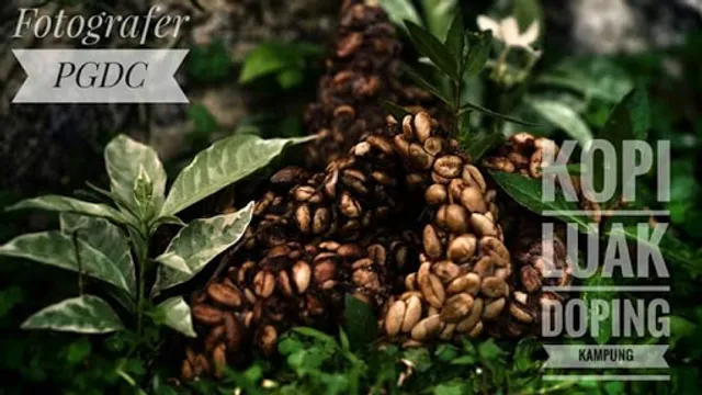 Kopi luwak doping