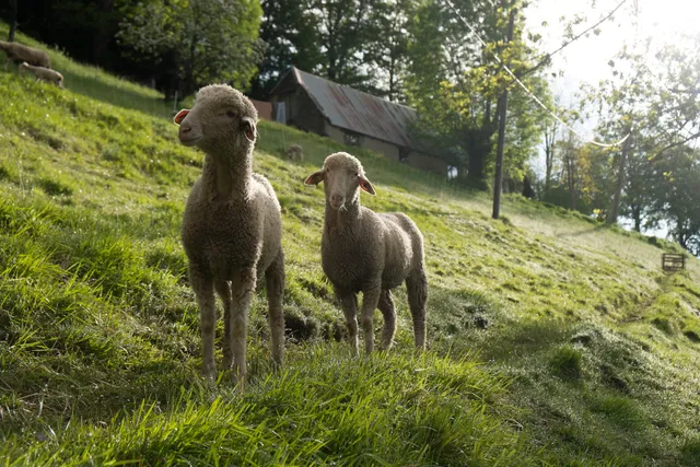 Vie d’Estive, Bergers, ferme récréative, animaux, ballades, découverte pyrénées