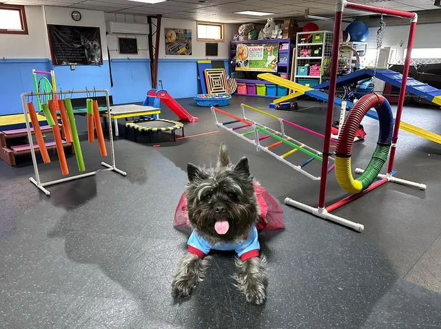 Canine Enrichment Center