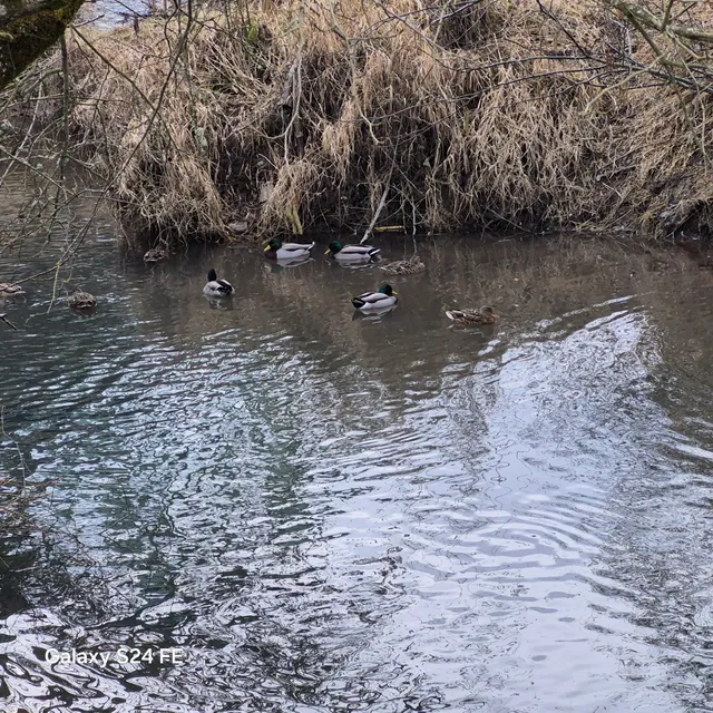 Island Park Boat Ramp