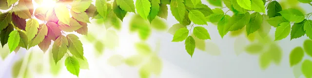 Campbell Elvis Jeweler