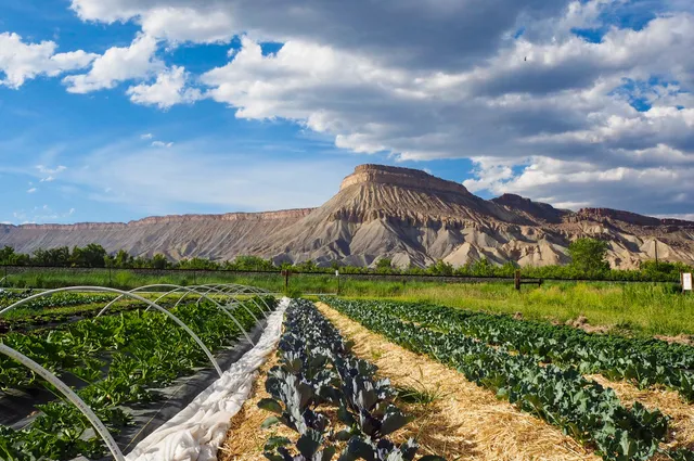 Green Junction Farmstead