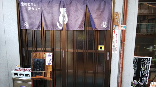 Oppo Adoptable Cats Cafe