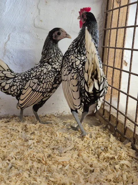 Ferme De La Géronne