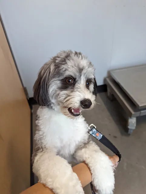 Lake Nona Animal Clinic