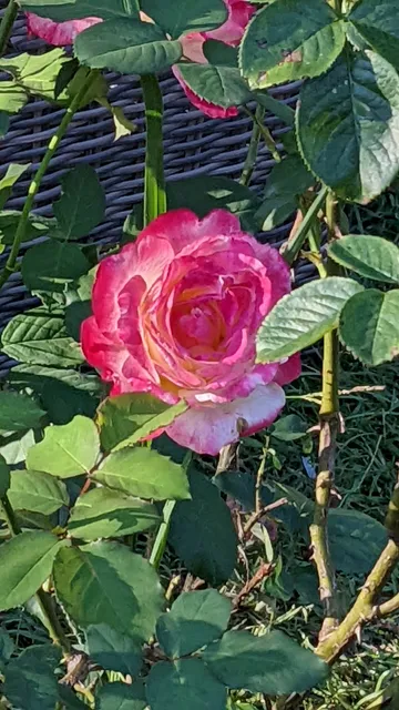 Sunshine Outdoor Produce