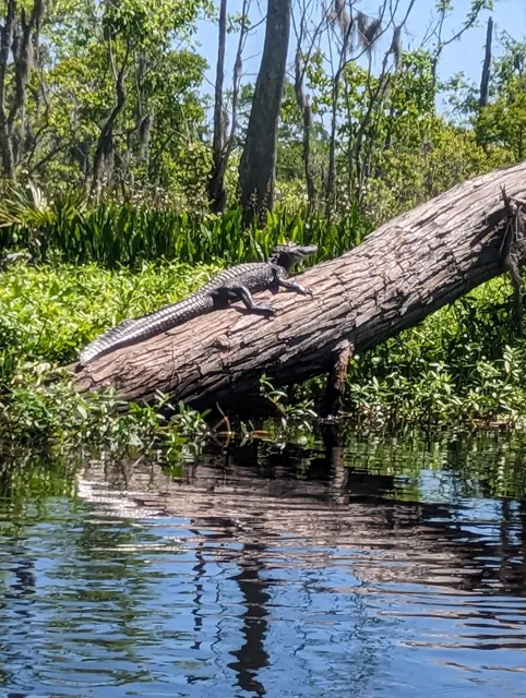 New Orleans Plantation & Swamp Tours