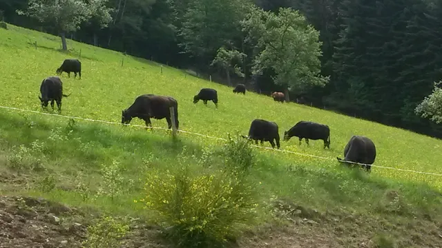 Urlaub im Herrenholz - Christian Schwarz