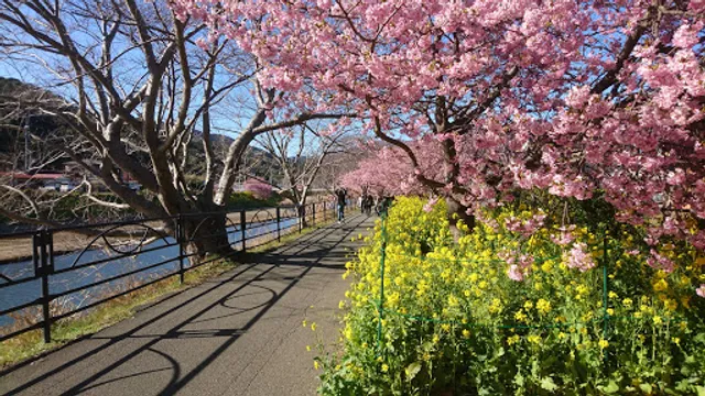 Kawazu Cherry Blossom Trees - Nanohana Road