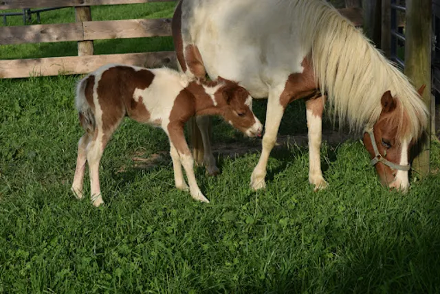 The Li'l Country Store & Miniature Horse Farm