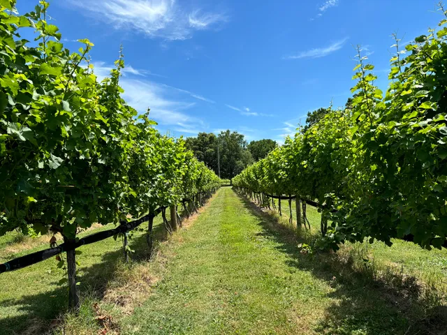 Chesapeake Manor Vineyard & Winery