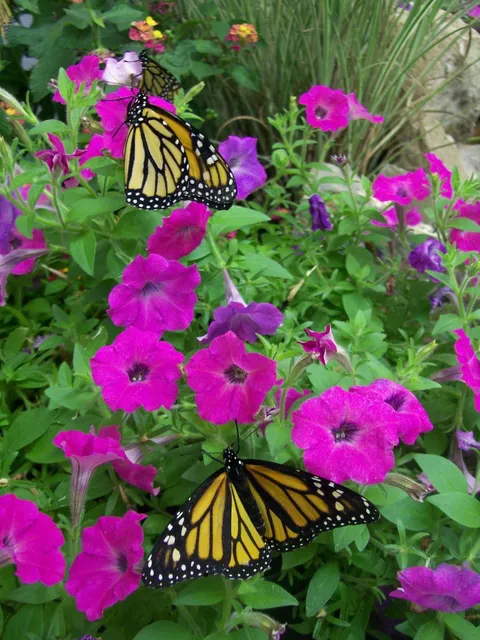 Folk's Butterfly Farm