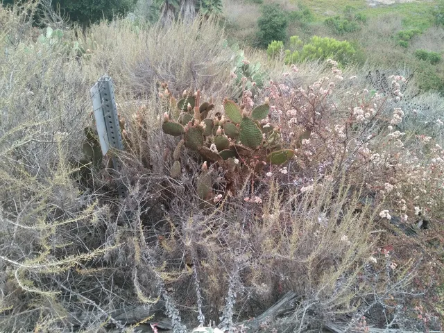 Coastal Sage Habitat Interpretive Trail