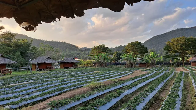 Phai Si Thong Strawberry Farm | Samoeng