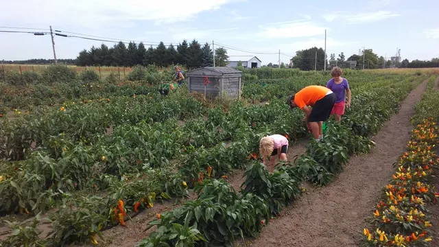 Uncle Rusty's Pepper Patch