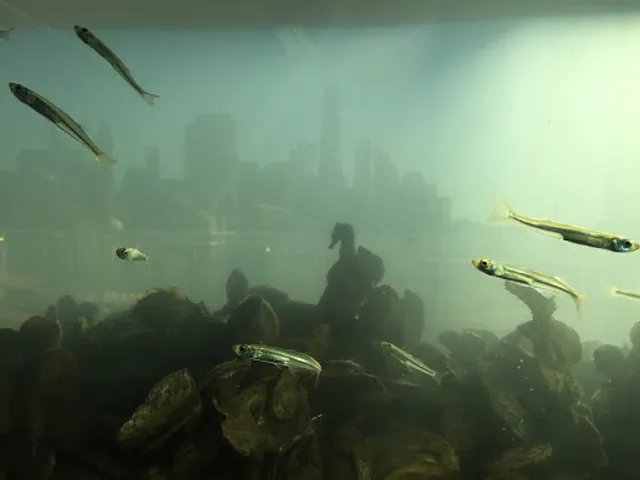 Hudson River Park's River Project Wetlab