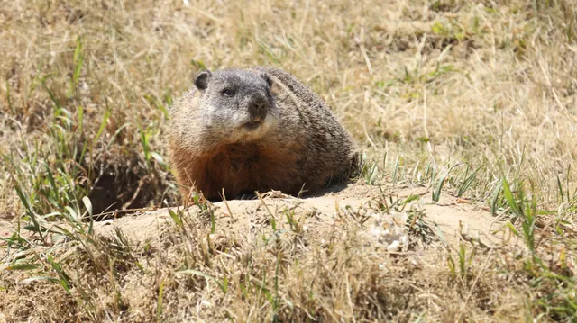 Groundhog playground