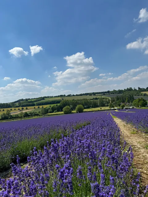 Castle Farm Lavender Fields