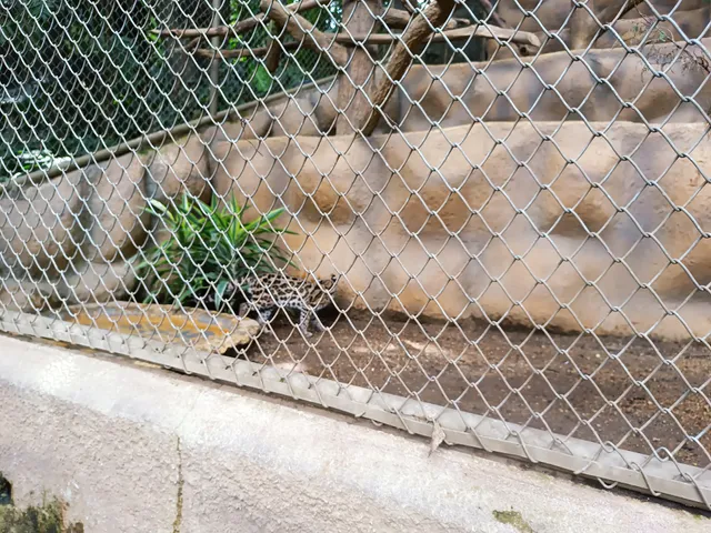 Zoológico La Jungla