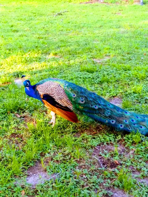 Central Florida Eco Tours