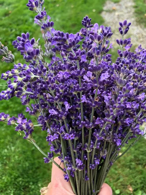 Fairlamb Lavender Farm