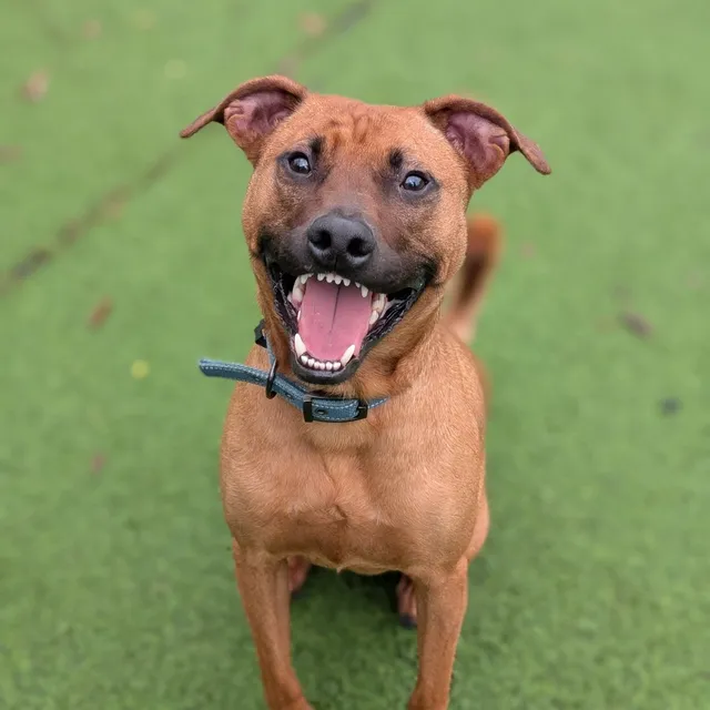 Pet Adoption Center at the Humane Society of Northeast Georgia