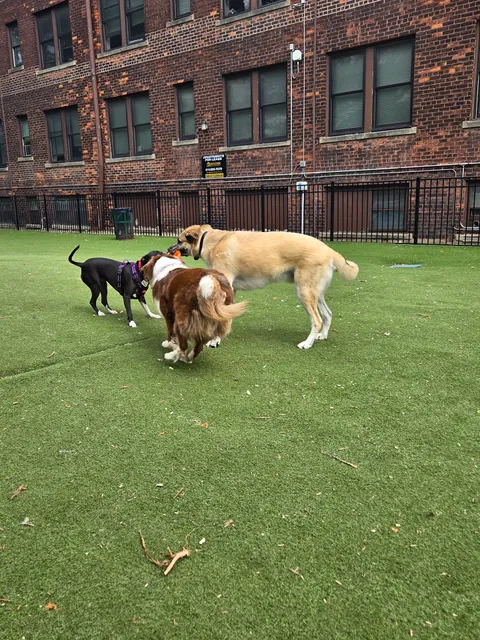 Midtown Dog Park