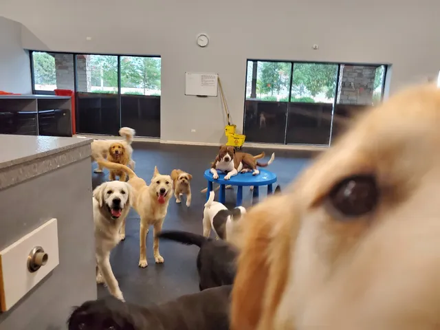 Dog Dayze- Doggie Daycare & Boarding