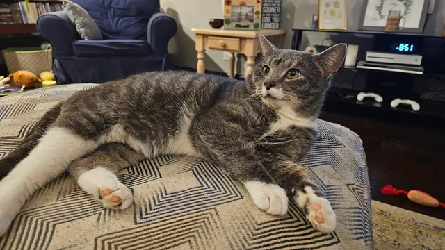 Lexington Humane Society