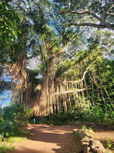 Honolua Bay Access Trail