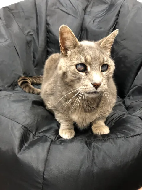 Paws and Pumpkins Rescue - Cat Lounge & Adoption Center