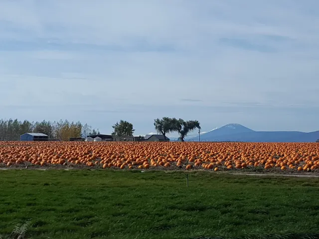 Struttin' Styles Pet Groomers